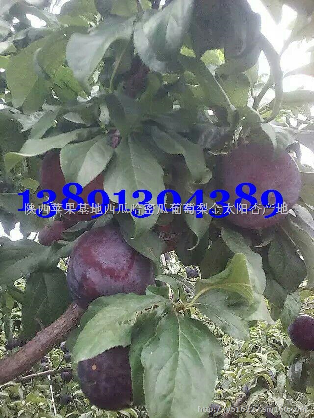 陕西李子价格红布林李子产地黑布朗李子*价格
