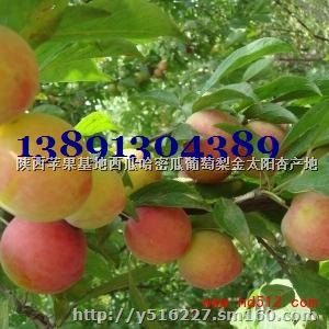 陕西李子价格红布林李子产地黑布朗李子*价格