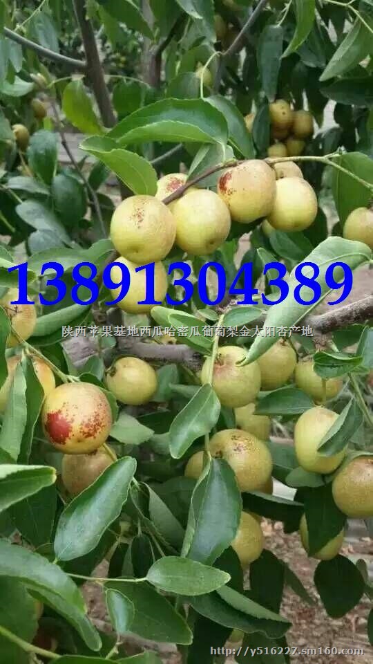 陕西大棚冬枣产地冷棚冬枣行情温棚冬枣*行情