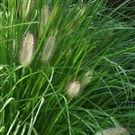 厂家供应马尾草提取物