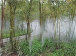 喷雾、雾森系统----东莞松山湖风景区喷雾工程