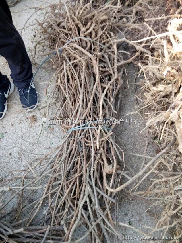 供应八月瓜扦插枝条30吨