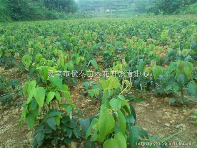 供应八月瓜扦插枝条30吨