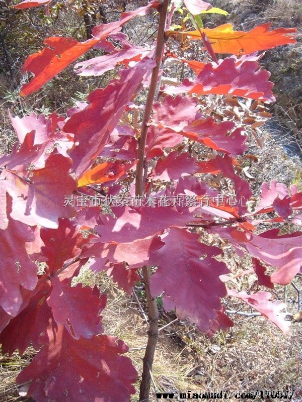 供槲栎树苗木160万株