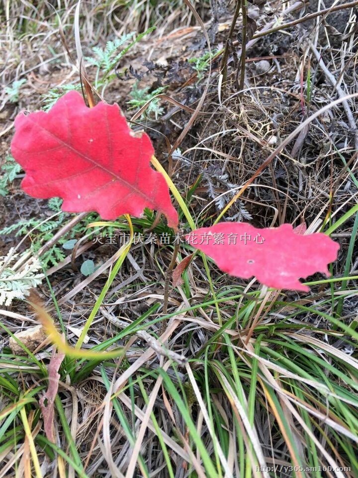 供槲栎树苗木160万株