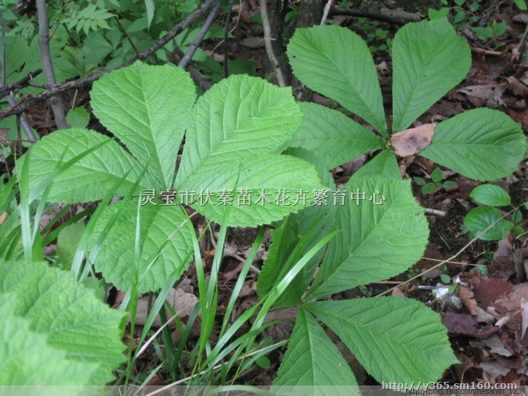 供鬼灯擎苗木50万株