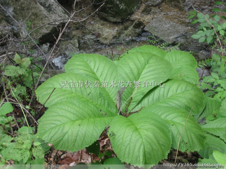 供鬼灯擎苗木50万株