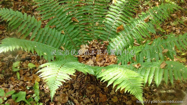 供贯众苗木150万株