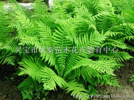 供贯众苗木150万株