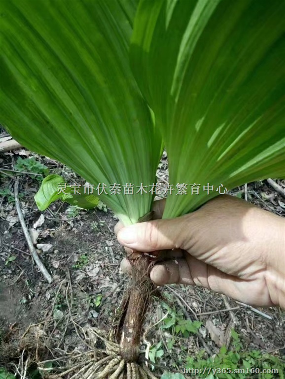 供应藜芦苗100万棵