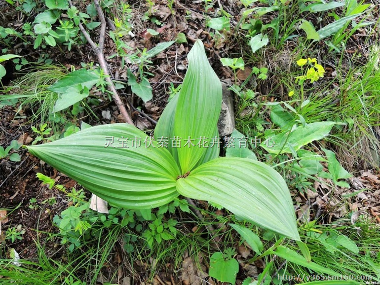 供应藜芦苗100万棵