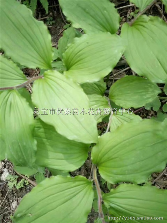 供应鹿药草苗300万棵