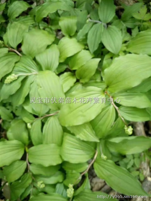 供应鹿药草苗300万棵