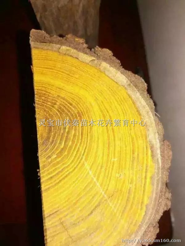 供应黄柏树杆 树根疙瘩150吨