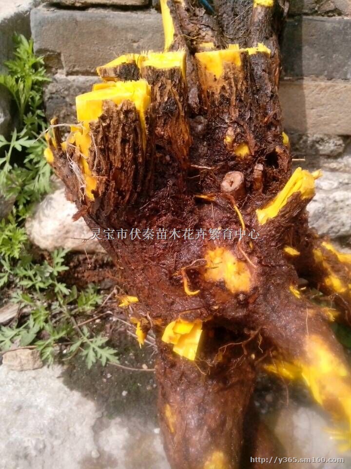 供应黄柏树杆 树根疙瘩150吨