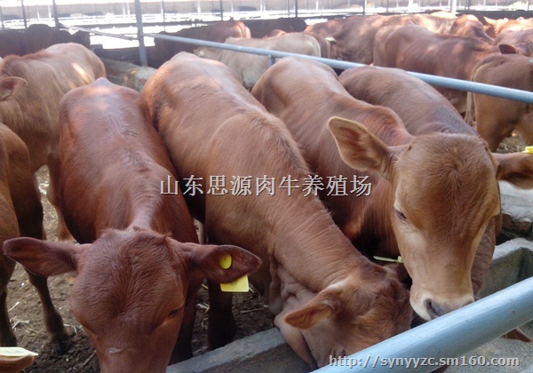 夏洛莱牛小牛价格夏洛莱牛价格肉牛多少钱一头
