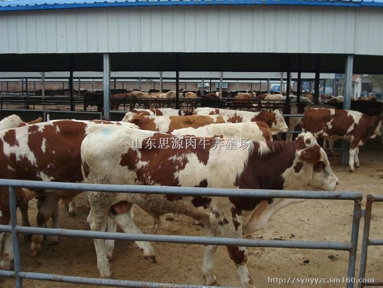 300斤牛犊价格表三个月小肉牛犊价格