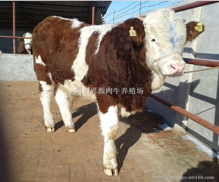 山东哪里有卖鲁西黄牛的