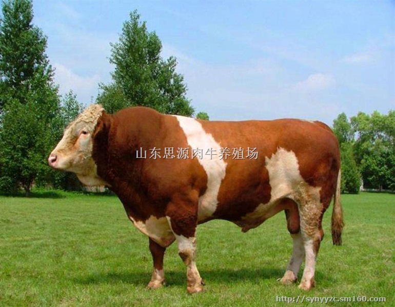 山东哪里有卖鲁西黄牛的