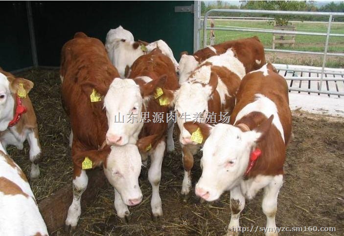 小牛犊*价格,改良肉牛多少钱