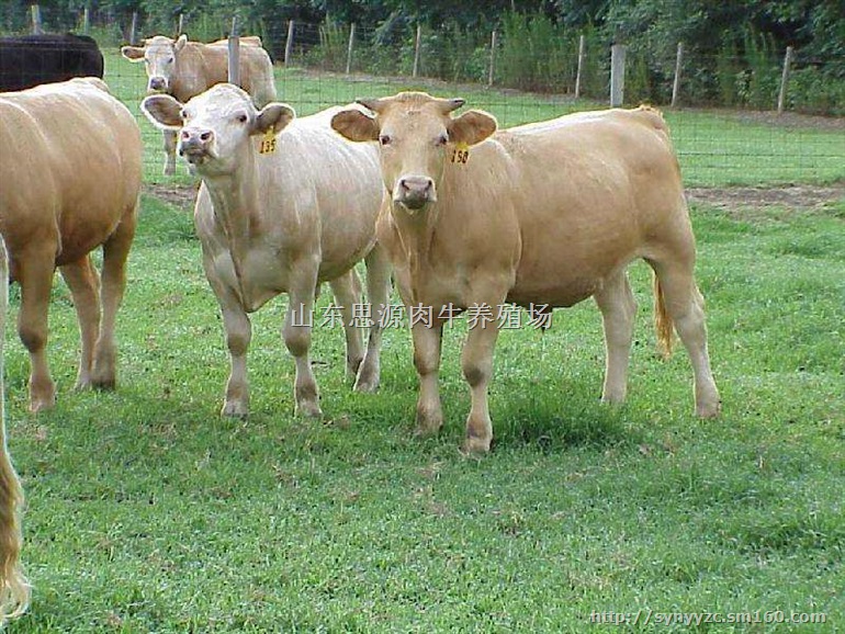 小牛犊*价格,改良肉牛多少钱