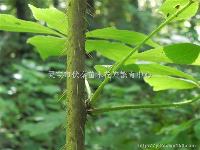 供刺五加苗木1米35万株