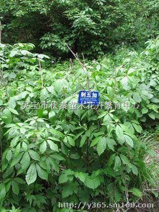 供刺五加苗木1米35万株