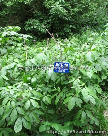 供刺五加苗木1米35万株