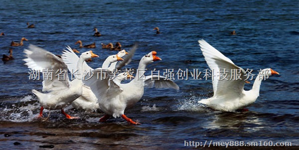 促销可印精美照片的数码快印设备即印即取