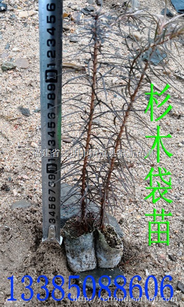 杉木袋苗 杉木轻基质苗 杉木杯苗 杉木容器苗