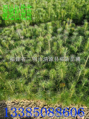 湿地松袋苗 湿地松轻基质苗 湿地松杯苗 湿地松容器