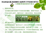 红薯秧能做青储饲料吗