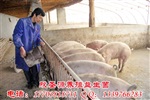 每天有500斤潲水喂猪需要多少钱的发酵剂