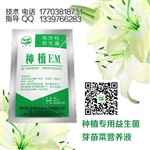 解决香椿苗烂根问题用什么效果好些