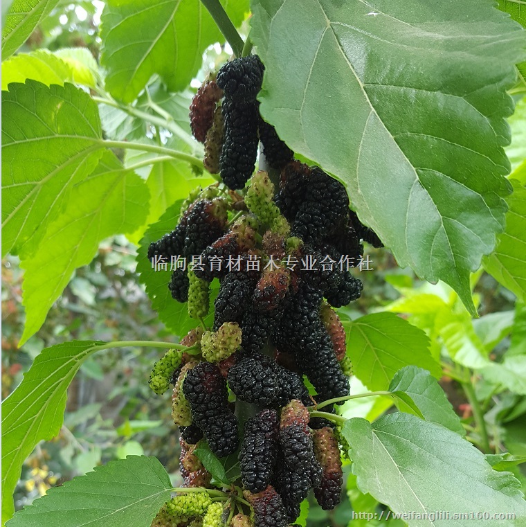 桑果种苗 桑椹种植时间 桑果树苗批发