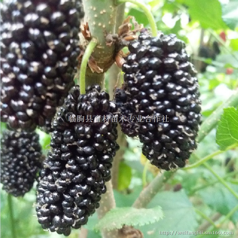 桑葚有几种 桑葚的产量 桑椹苗木