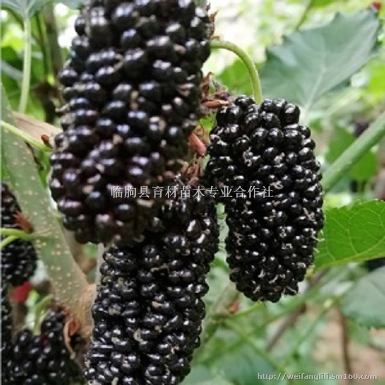 长果桑苗基地 长果桑种植技术