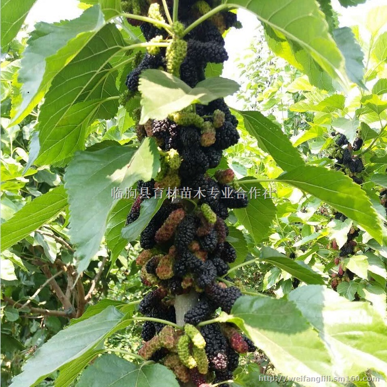 桑葚树苗哪里有卖 长果桑树苗 桑果树