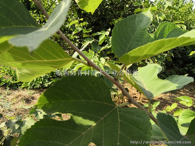 桑葚小苗 桑果树苗 桑葚苗批发价格