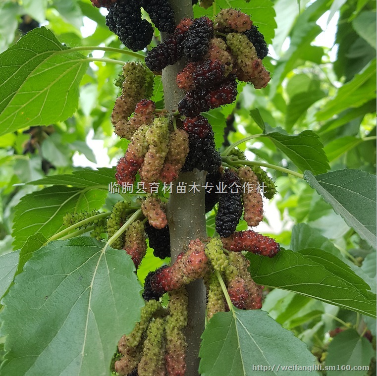 桑果树苗 果桑苗厂家 桑葚树苗价格