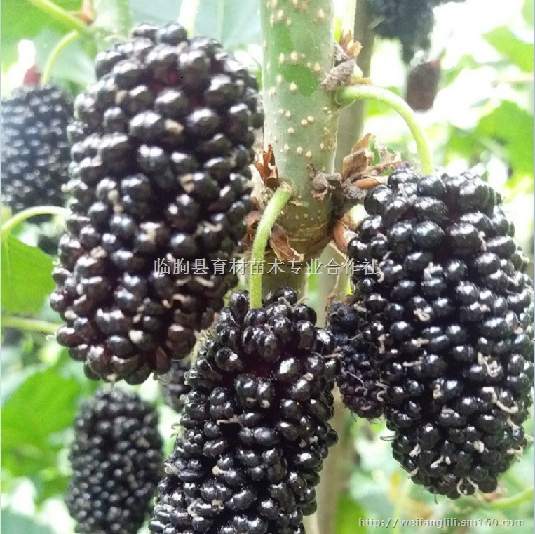 果桑品种 桑椹种植技术 桑椹苗批发