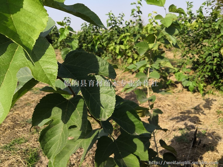 果桑苗品种 台湾果桑 果桑苗价格