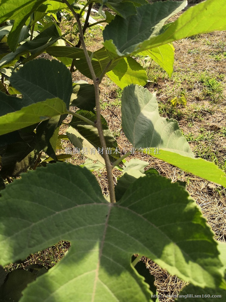 果桑的种植 果桑种植技术 台湾长果桑价格