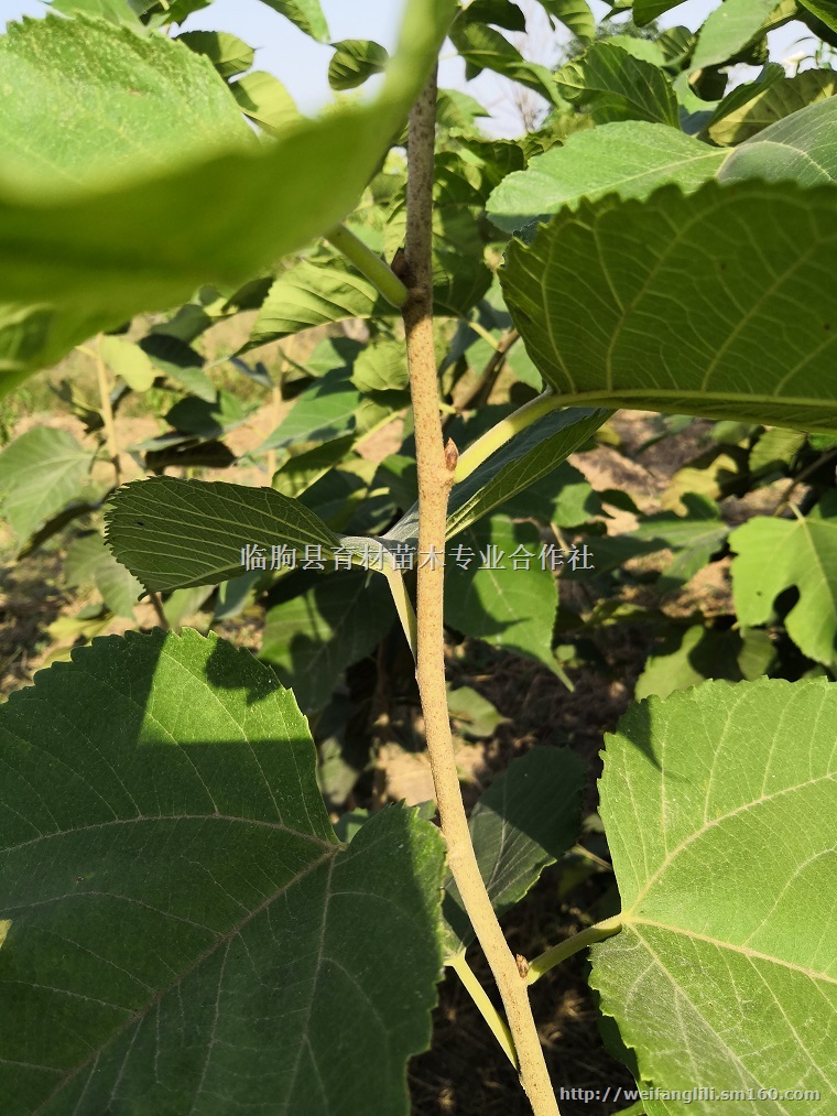 桑葚苗 桑葚种植 桑树树苗