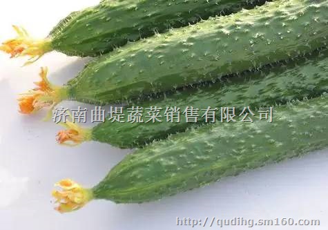 济南黄瓜苗