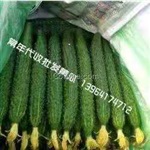 济南黄瓜供应公司