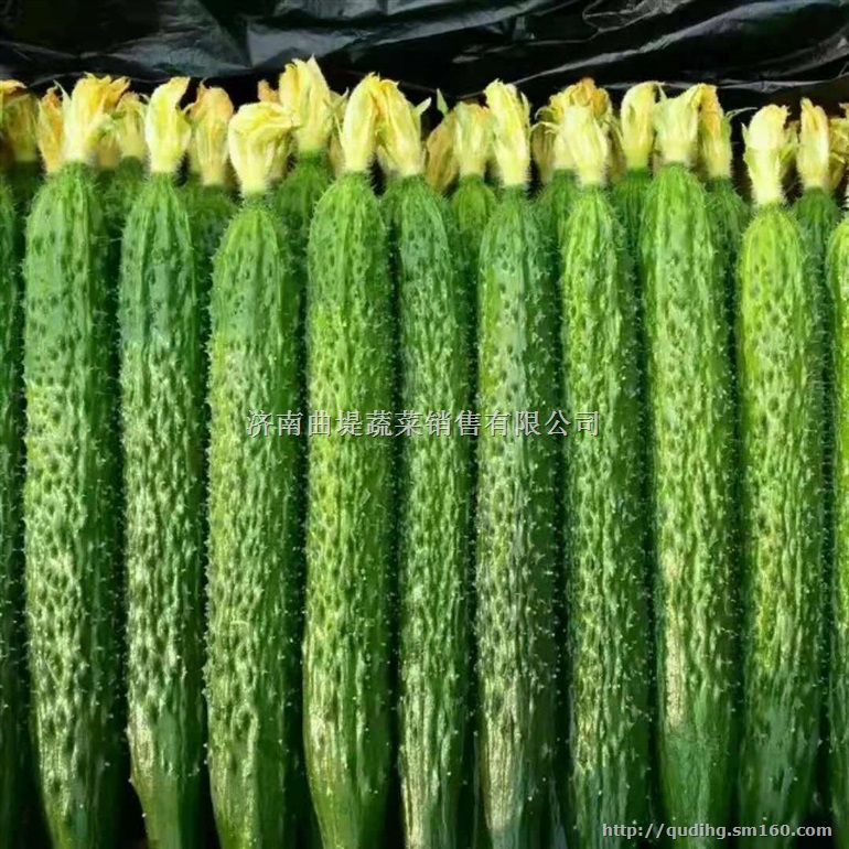 济南曲堤黄瓜常年代收批发