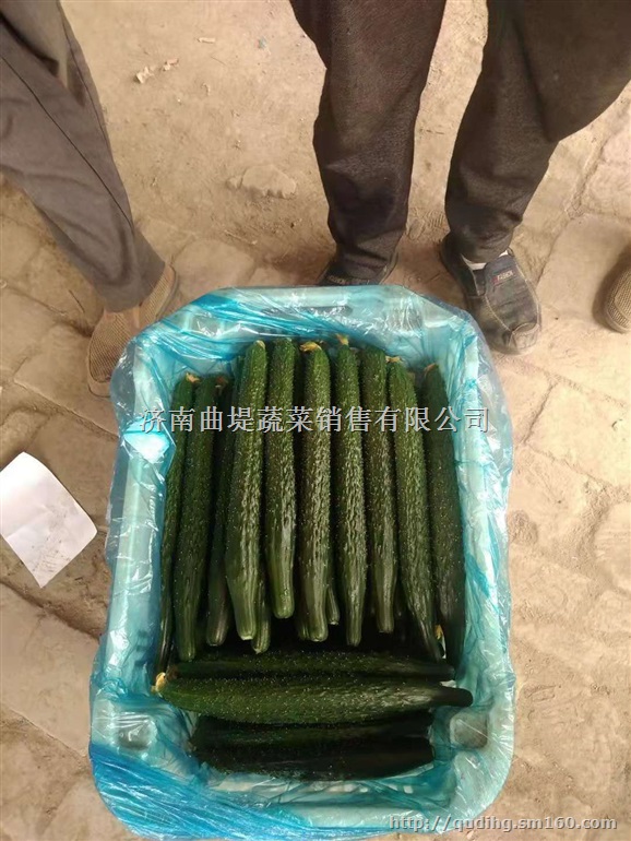 黄瓜大量批发/新鲜黄瓜批发