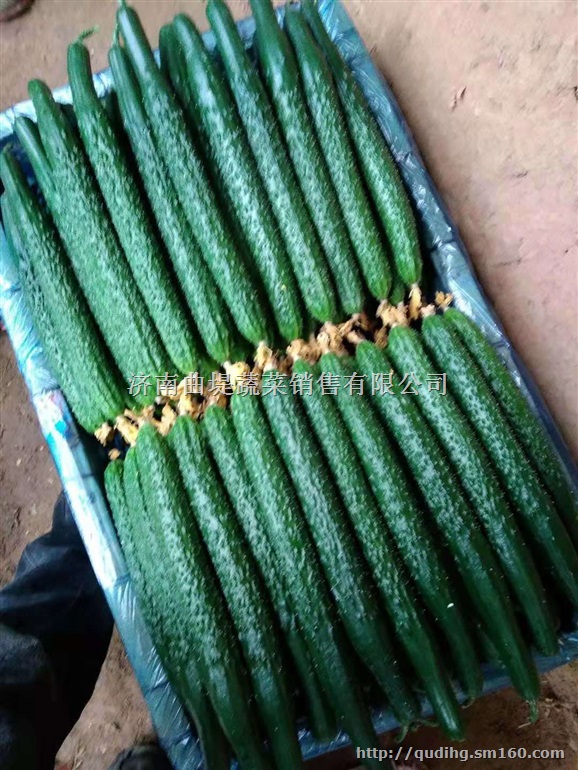 黄瓜大量批发/新鲜黄瓜批发