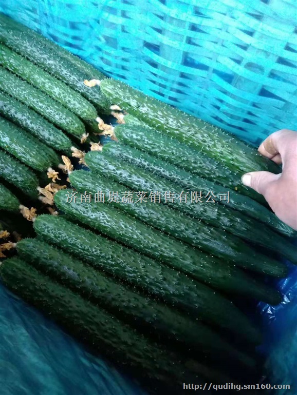 山东黄瓜收购行情怎么样